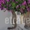 Eleftheria Veloudiou_best deals_Hotel_Cyclades Islands_Tinos_Tinosora