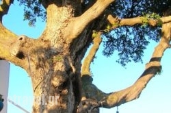 Pernari Apartments hollidays