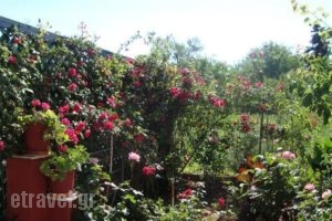 Tasia Studios_best deals_Hotel_Ionian Islands_Corfu_Corfu Rest Areas