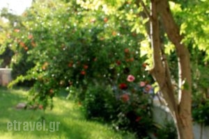 Hotel Platon_best prices_in_Hotel_Central Greece_Attica_Athens