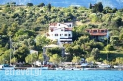 Drymna hollidays Drymna hollidays