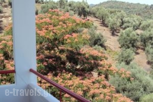 Irini Studios_holidays_in_Hotel_Aegean Islands_Lesvos_Plomari