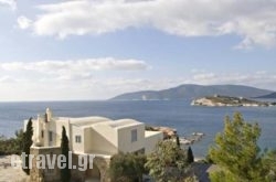 Amaryllis hollidays Amaryllis hollidays