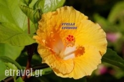 Stella Studios hollidays Stella Studios hollidays