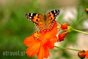 Afrato Village_travel_packages_in_Ionian Islands_Kefalonia_Kefalonia'st Areas