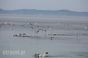 Akti Toroni_lowest prices_in_Hotel_Macedonia_Halkidiki_Toroni