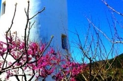 Windmill Complex hollidays Windmill Complex hollidays