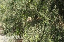 Likio Studios hollidays