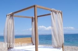 Theoxenia hollidays Theoxenia hollidays