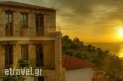 Anigraia hollidays Anigraia hollidays