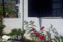 Theoxenia hollidays Theoxenia hollidays