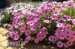 Cotes Des Oliviers hollidays Cotes Des Oliviers hollidays