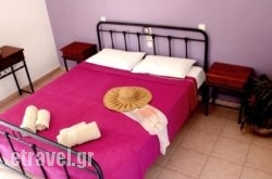 Strofilia hollidays Strofilia hollidays