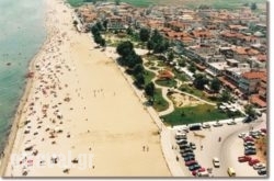 Polymnia hollidays Polymnia hollidays