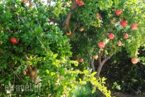 Androulakis Apartments_holidays_in_Apartment_Crete_Chania_Platanias